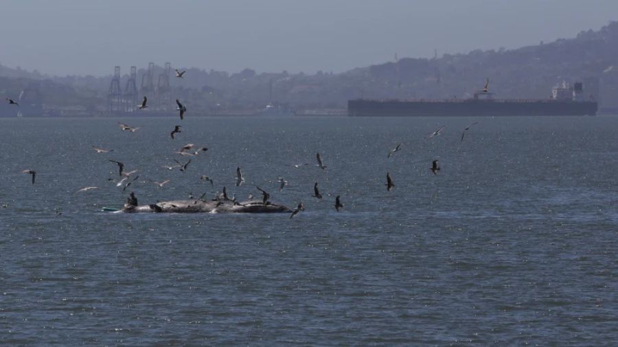 whale deaths AI california...