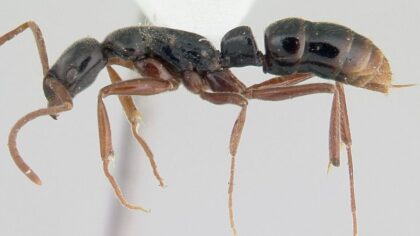 Asian needle ant with potentially life-threatening sting spreading across Pacific Northwest