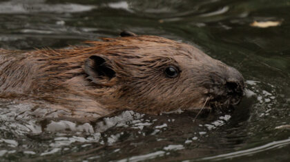 4 adorable baby beavers are growing up on camera: Cowlitz Indian Tribe launches live kit cam in WA