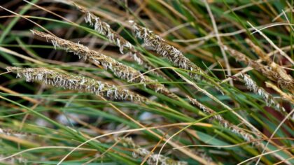 From 9K acres to just 6.4: WA continues annual battle against 'aggressive' invasive weed