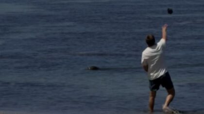 'Yes, you were concerned about the turtles': Curley riffs on attorney's defense for man accused of throwing rock at monk seal