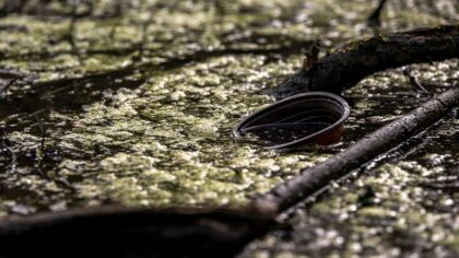 Toxic algae bloom prompts 'stay out of the water' warning at Green Lake