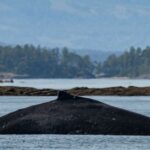 big mama in salish sea 1