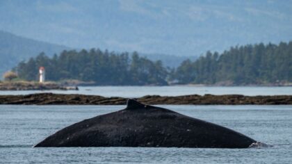 'The whale who started it all': Famous humpback 'Big Mama' returns to Salish Sea