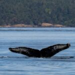big mama in salish sea 2