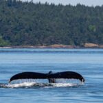 big mama in salish sea 3