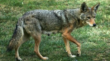 Dangerous tapeworm that can spread to dogs and humans confirmed in PNW coyotes for first time