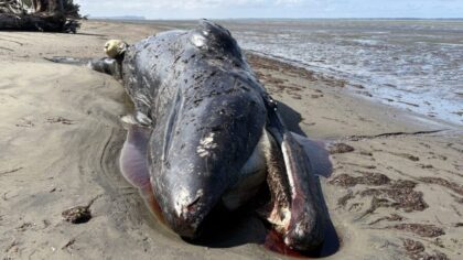 Gray whale deaths mount on Washington shores with 23 found since March