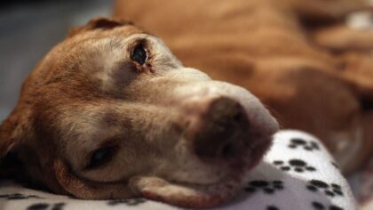 Spike in parvo cases seen across Snohomish County
