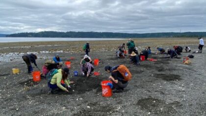 Hood Canal and Admiralty Inlet Closed to shellfish harvesting after dangerous toxin levels found