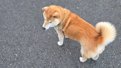 14-year-old stolen dog reunited with family in Kirkland after near-10 day search