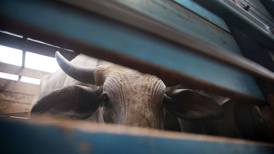 Pasco cattle highjacking...