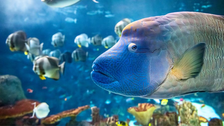 seattle aquarium humphead...