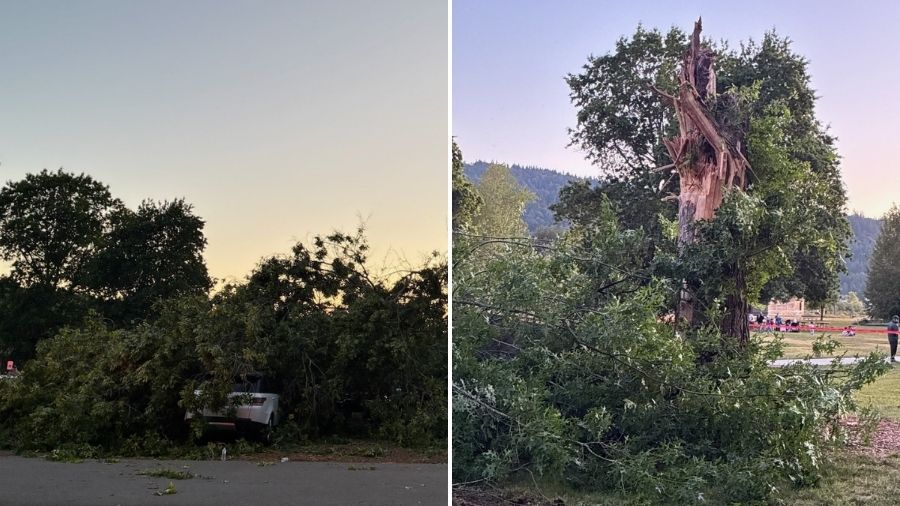 Lake sammamish tree fell