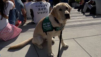 Seattle couple launches Elliott Bay Puppy Raisers to train guide dogs for the blind