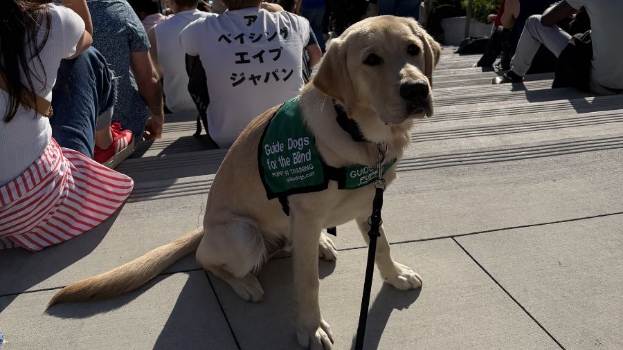 Seattle guide dog blind elliot bay...