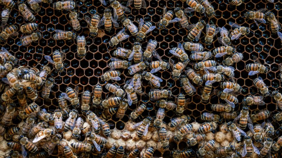 bee parasite killing...