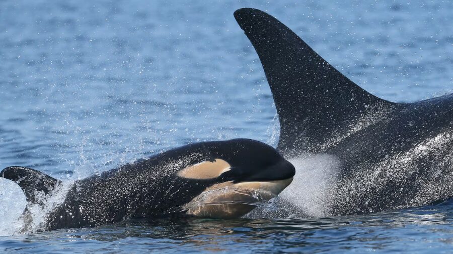 southern resident orca...