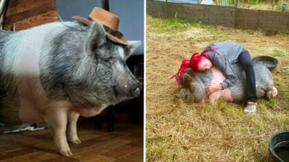 2 brida the pig...