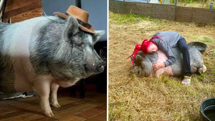 2 brida the pig...