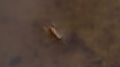 West Nile virus detected in mosquitos in Grant County