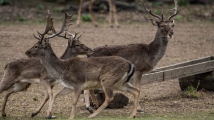 'They don't understand how nature works': Curley appalled by Oregon hunting ban initiative