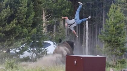 'Just bad luck': Photographer explains how Yellowstone bison attack unfolded
