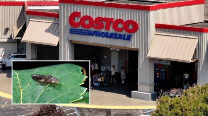 Costco warns customers that recently purchased plants may be infested with dangerous, invasive pest