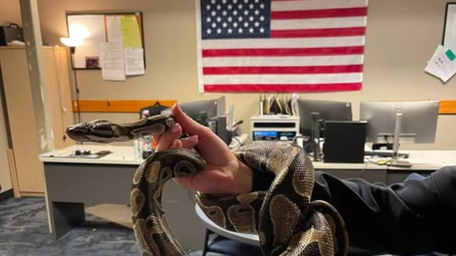 snake missing auburn...