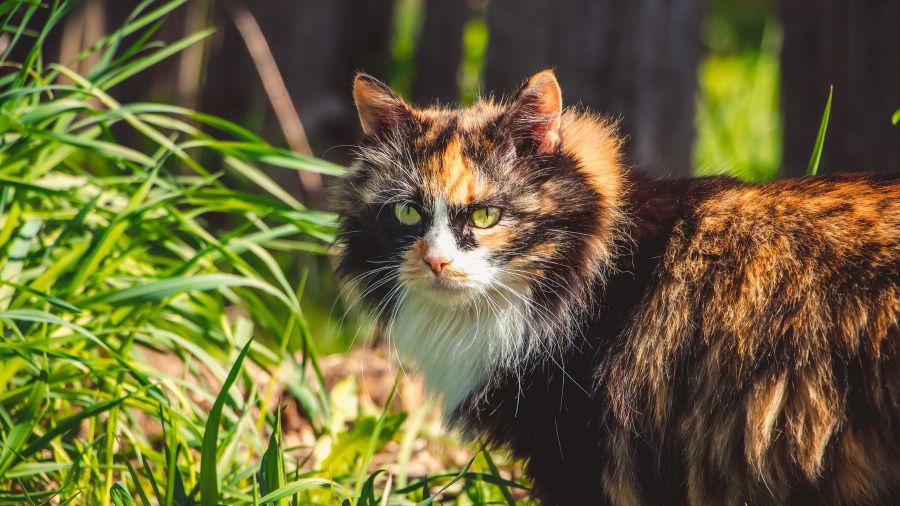 kent cat killings mutilation...