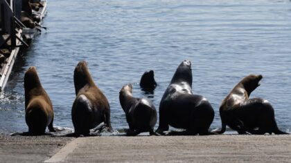 sea lions...