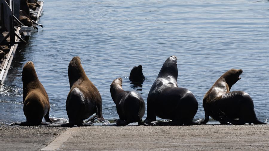 sea lions...