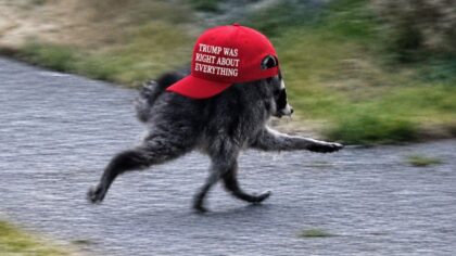 jimothy raccoon white house trump...