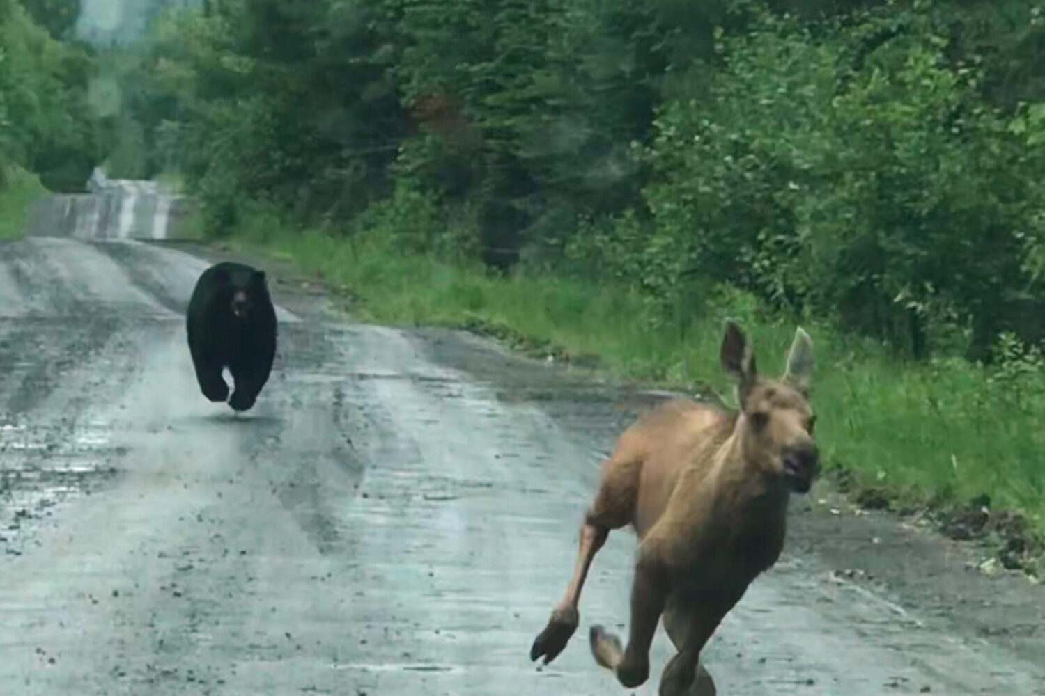 In this photo provided by Elvia J. Malcolm, a bear chases a moose calf in Telos Township, Maine, on...