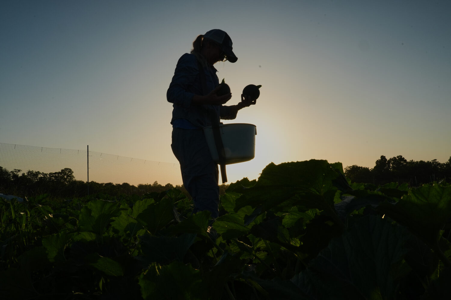Annie Woods harvests eightball, a type of zucchini, as the sun sets Wednesday, July 1, 2026, at her...