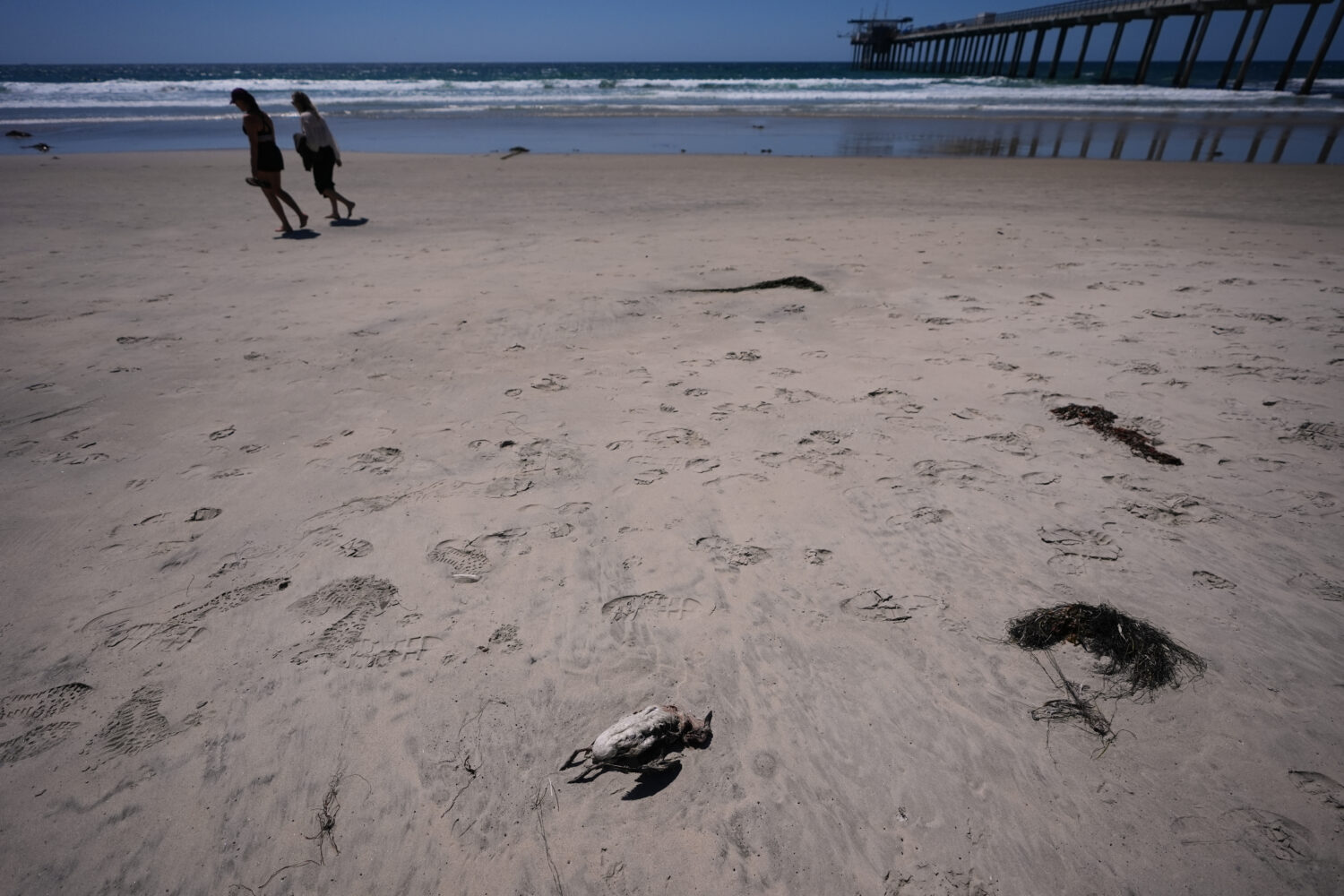 Beachgoers pass a dead common murre on a beach near Scripps Pier during a survey for dying seabirds...