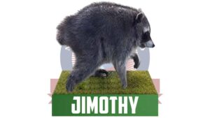 Jimothy bobblehead