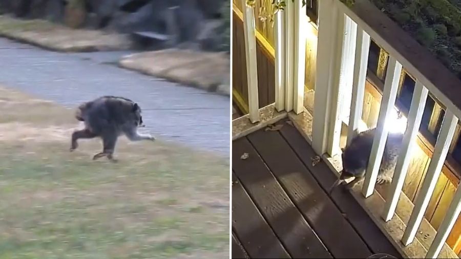 Jimothy The Raccoon To Be Honored With Official Seattle City 