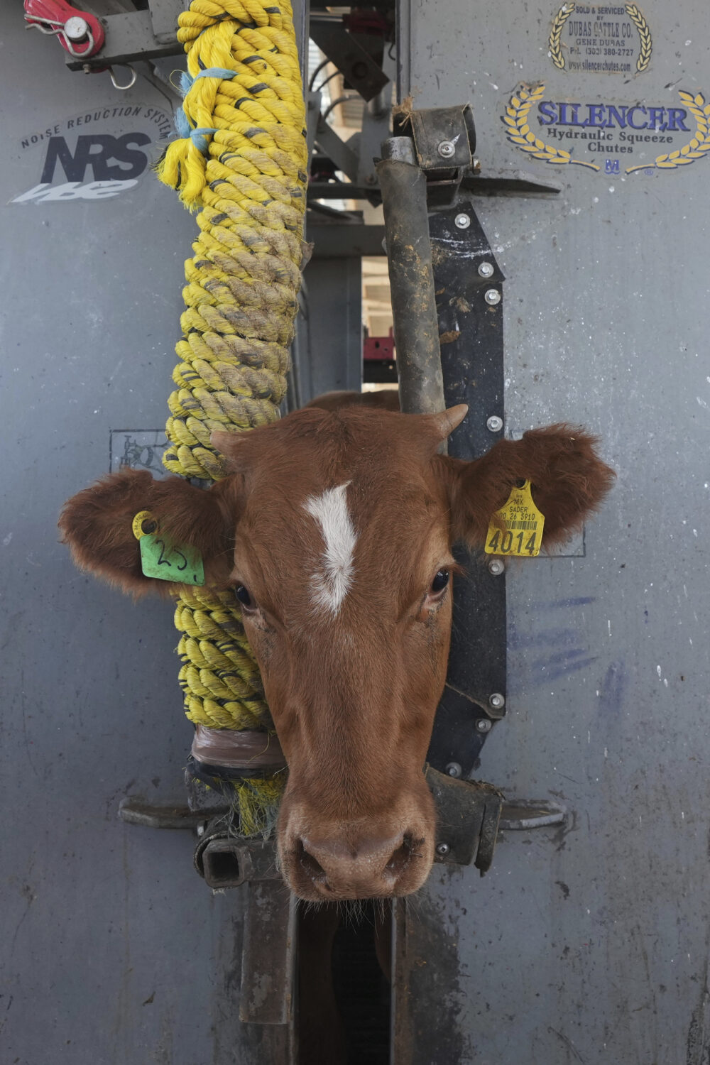 A calf is held in a head gate during veterinary checks at a ranch that supplies livestock for expor...