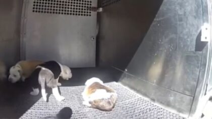 pierce county dogs rescued car...