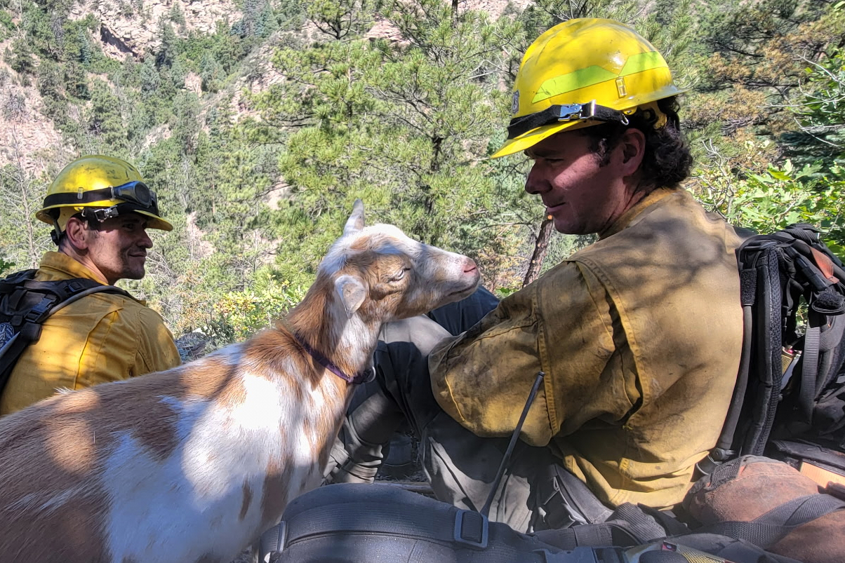 A goat named Goldie keeps firefighters company while they battle the Rock Creek Fire in Colorado Sp...