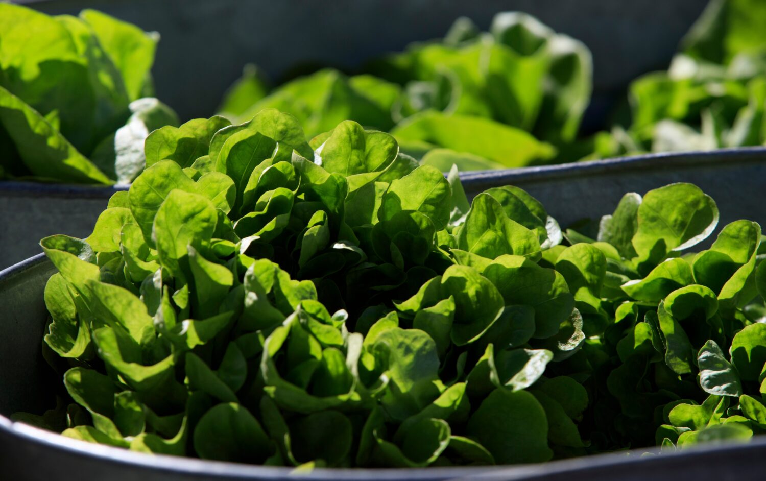 FILE - Organic lettuce is displayed in Falls Church, Va., Saturday, March 11, 2017. (AP Photo/J. Sc...
