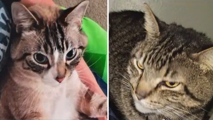 cats kent...