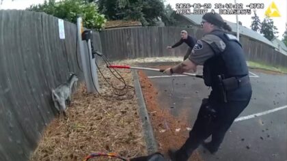 VIDEO: Loose goat evades deputies near PLU, doesn't comply with their 'goat language'