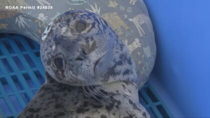 seal shot in head bellingham...