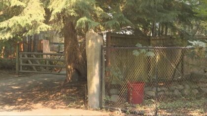 5-year-old dead large animal attack aggressive dog...