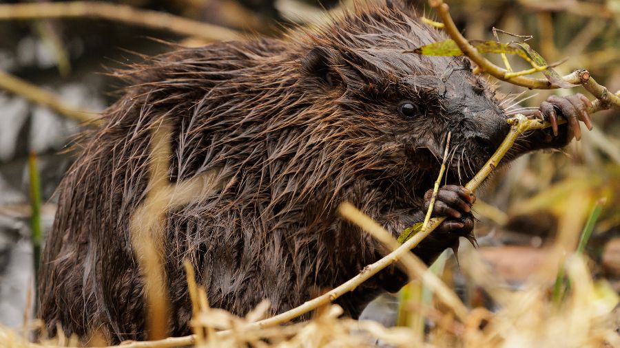 beavers maple valley...