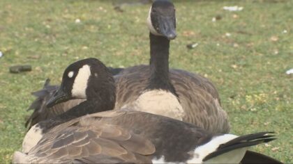 goose south lake union seattle animal shelter...