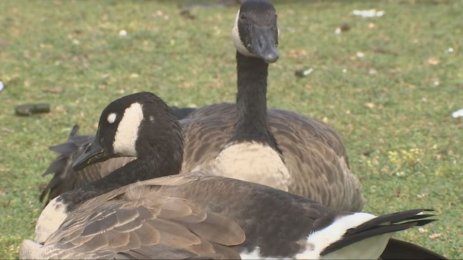 goose south lake union seattle animal shelter...
