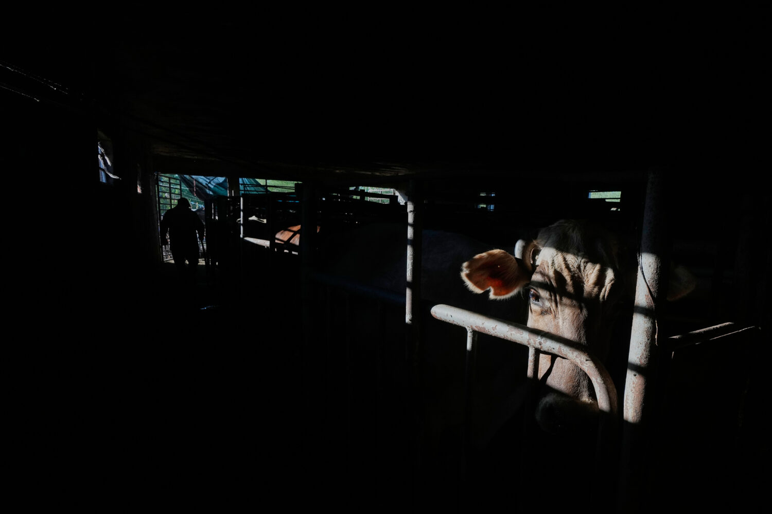 A cow stands in a milking stall at a dairy farm in Hermosillo, Mexico, Monday, Aug. 17, 2026. (AP P...